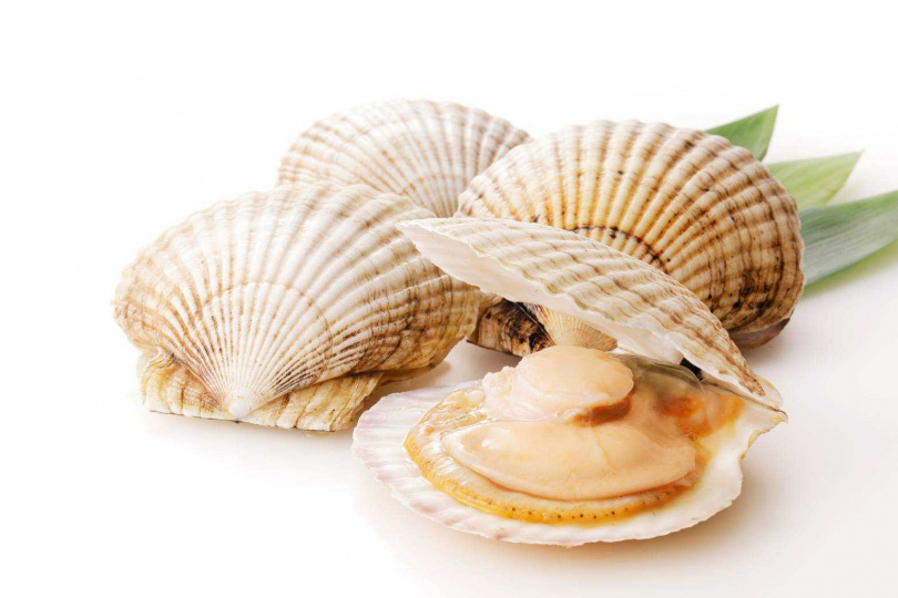 北海道干貝具有「貝類之王」的美稱。（圖／JETRO日本貿易振興機構提供）