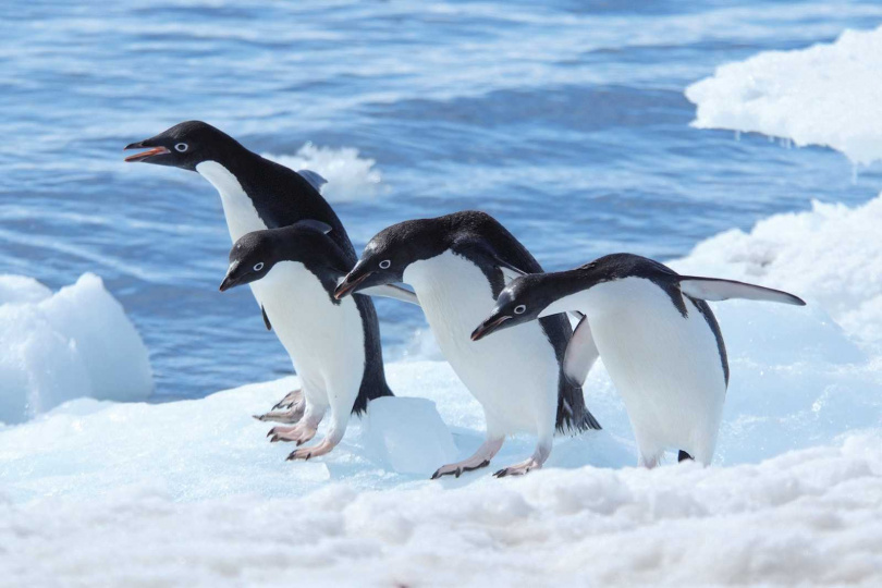 南極探險是許多旅人的夢幻清單，認為一生必闖一次。