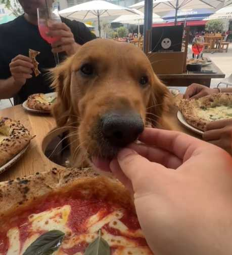 狗狗被食物圍繞,等人類餵食才動口。(圖/翻攝自臉書)