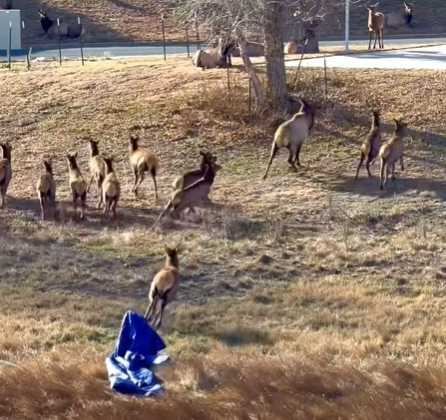 麋鹿被大袋子困住開始亂竄，同袍受驚了。（圖／翻攝自臉書）