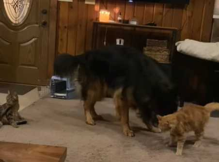 德牧阻止橘貓幹壞事。（圖／翻攝自臉書）