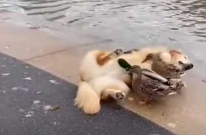 阿金旱鴨子們的邂逅。(圖/翻攝自臉書)