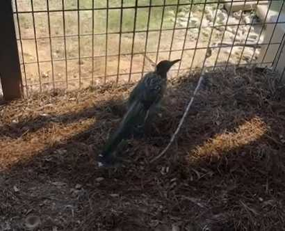 婦人和走鵑的邂逅。（圖／翻攝自臉書）