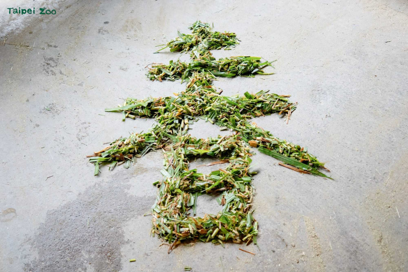 迷你馬與家驢的保育員以狼尾草在地上排出春字，在年節應景增添趣味。（圖／台北市立動物園提供）