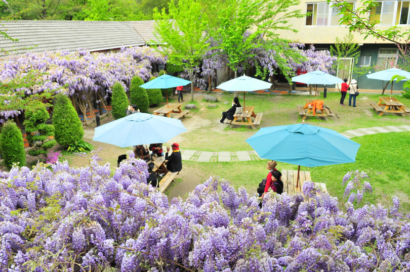 位於台中的武陵農場，為全台賞紫藤花必訪景點之一。