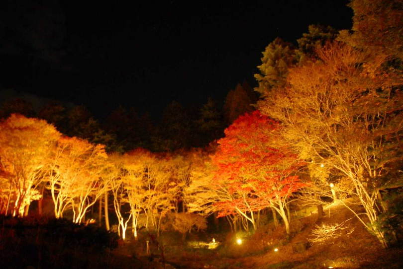  每年10月中旬至11月中旬左右更是楓葉最佳觀賞期，每年的限定楓葉點燈，也是必看重點。