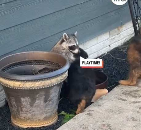 浣熊和狗狗們玩在一起。（圖／翻攝自臉書）