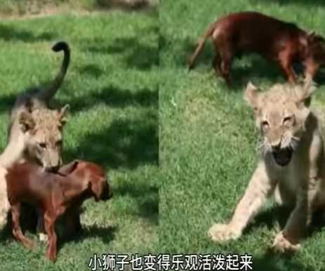 臘腸狗成為獅子的兒時玩伴。(圖/翻攝自臉書)