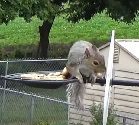 松鼠為了吃美食,死命越過障礙物。(圖/翻攝自臉書)