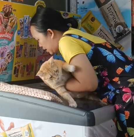 貓咪成為冰櫃守護者。(圖/翻攝自臉書)