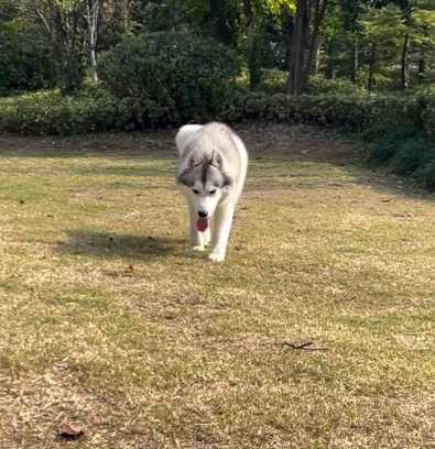 邊牧與二哈之間的差別。（圖／翻攝自臉書）