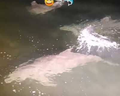 鯊魚看到海豚後逃跑。（圖／翻攝自臉書）