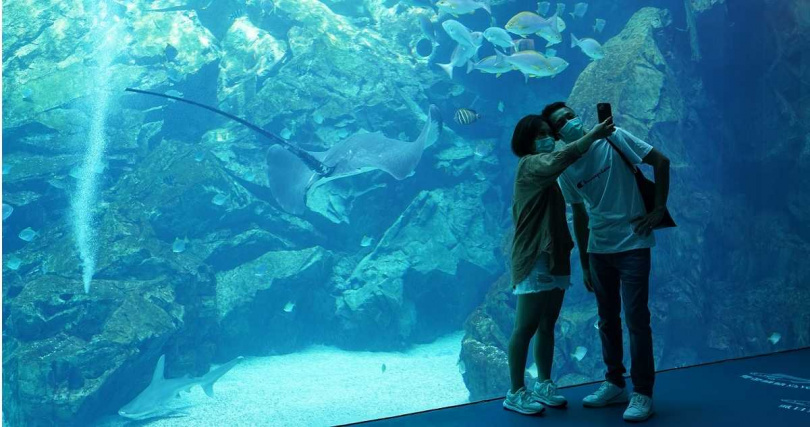 特展就在最具人氣的「福爾摩沙Formosa」展區旁，許多遊客會在高達四層樓的觀景窗前和魚群拍照。