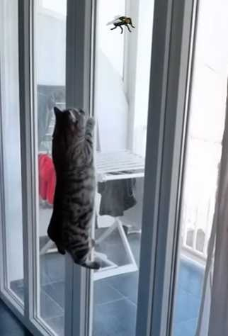 貓咪跳高抓蟲畫面曝光。（圖／翻攝自IG）