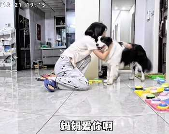 邊牧智商真不是蓋的。(圖/翻攝自臉書)