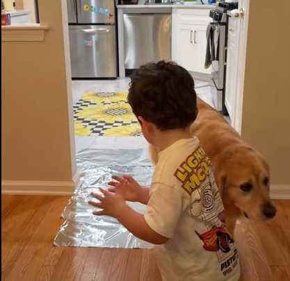 阿金不敢橫越錫箔紙,弟弟一走,牠馬上跟上。(圖/翻攝自臉書)