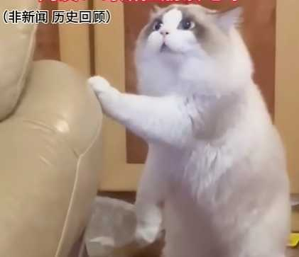 貓咪發現自己的乾糧被吃了,吼得像一隻哥吉啦。(圖/翻攝自臉書)