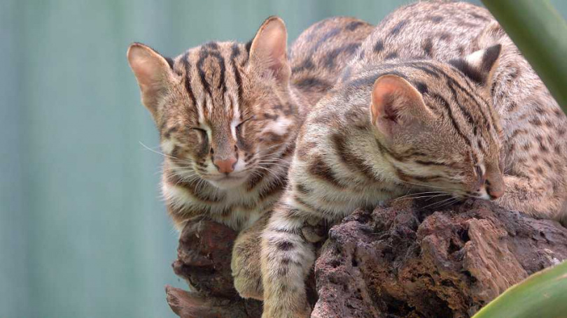 和泰汽車積極救助台灣現存唯一的本土原生貓科物種─石虎