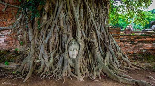  到曼谷近郊的大城遺址一日遊，可參觀著名的瑪哈達寺，欣賞「樹中佛首」奇景。