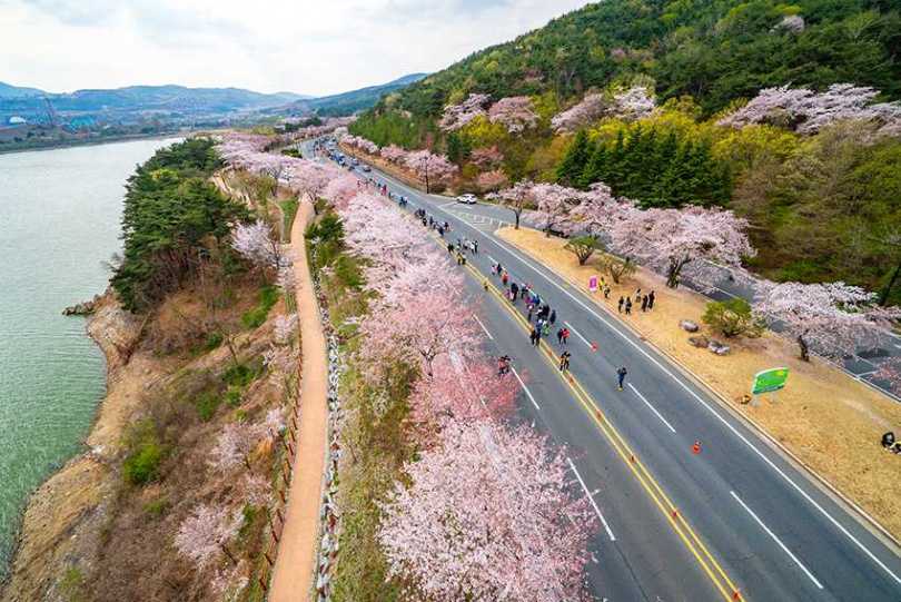 4/1將重啟「第三十屆櫻花國際馬拉松大賽」，路跑沿途伴隨普門湖邊的粉紅花海，各位可觀賽、輕鬆陪跑。