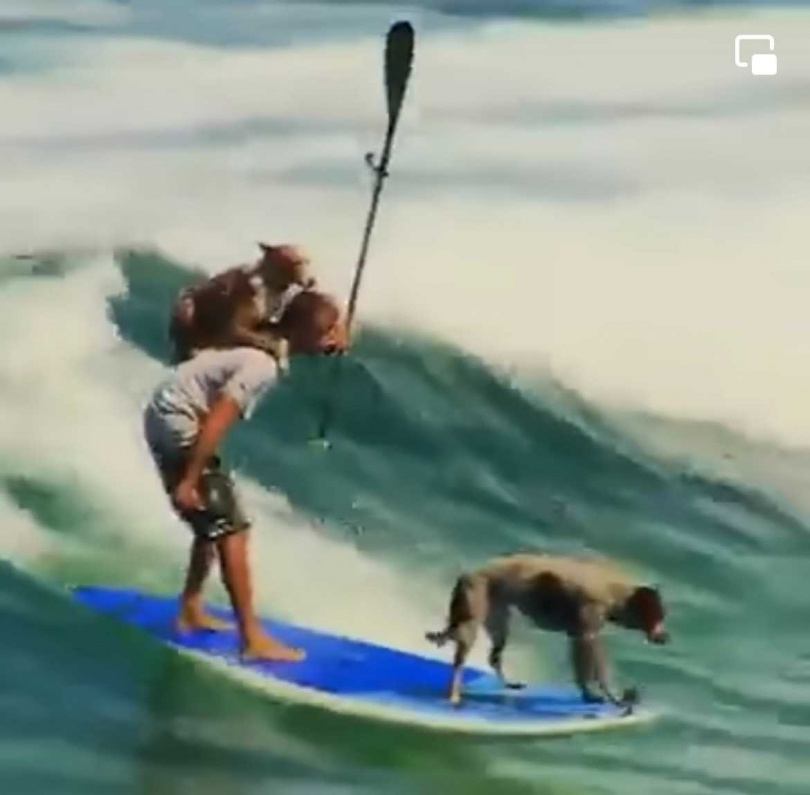 狗狗在浪板上輕鬆跳到主人背上。（圖／翻攝自臉書）