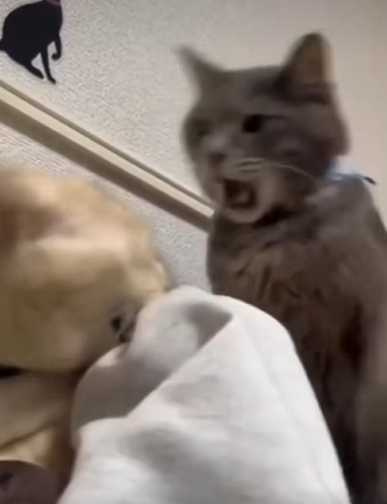 黑貓見到橘貓咬人，生氣地揍了對方一下。（圖／翻攝自IG）