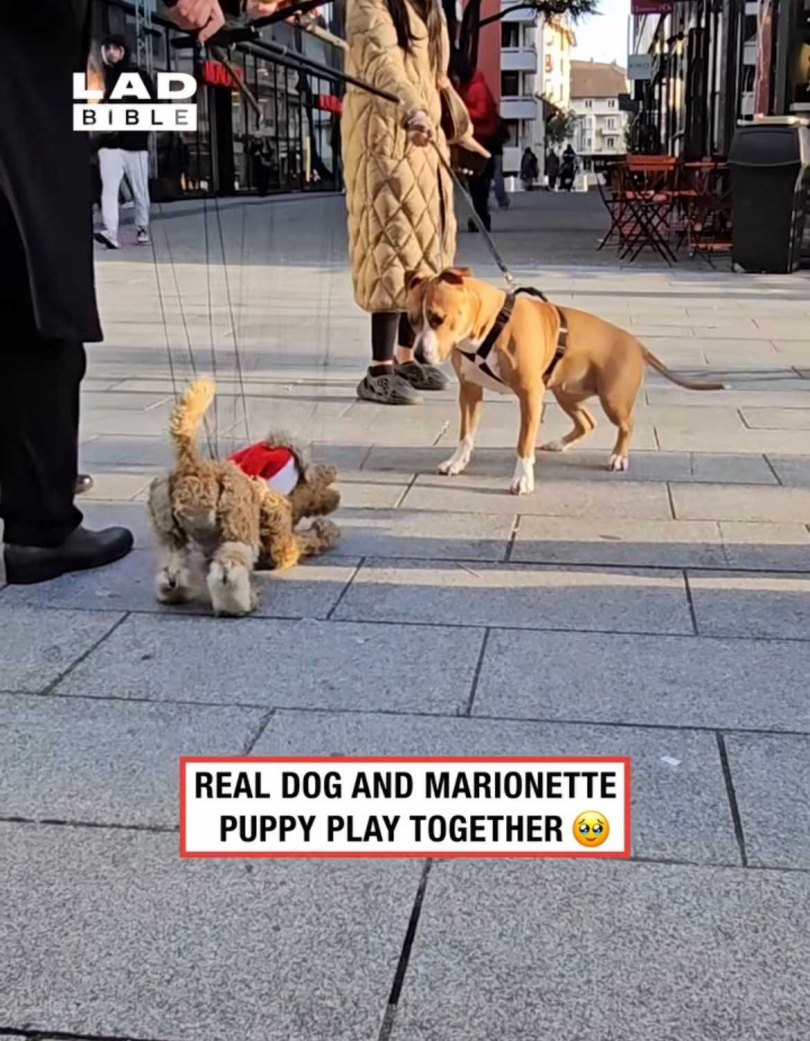 面對提線公仔，狗狗虛張聲勢後退縮了。（圖／翻攝自臉書）