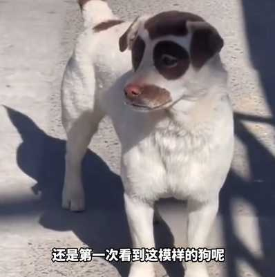 狗狗的花色展現基因之強大。（圖／翻攝自臉書）