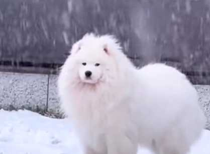 薩摩耶陪著奶奶拾荒,同時間還可以玩雪。(圖/翻攝自臉書)