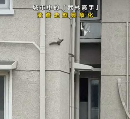 松鼠使出飛簷走壁。(圖/翻攝自臉書)