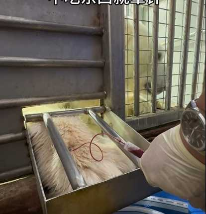 園方人員替北極熊貝貝抽血。(圖/翻攝自臉書)