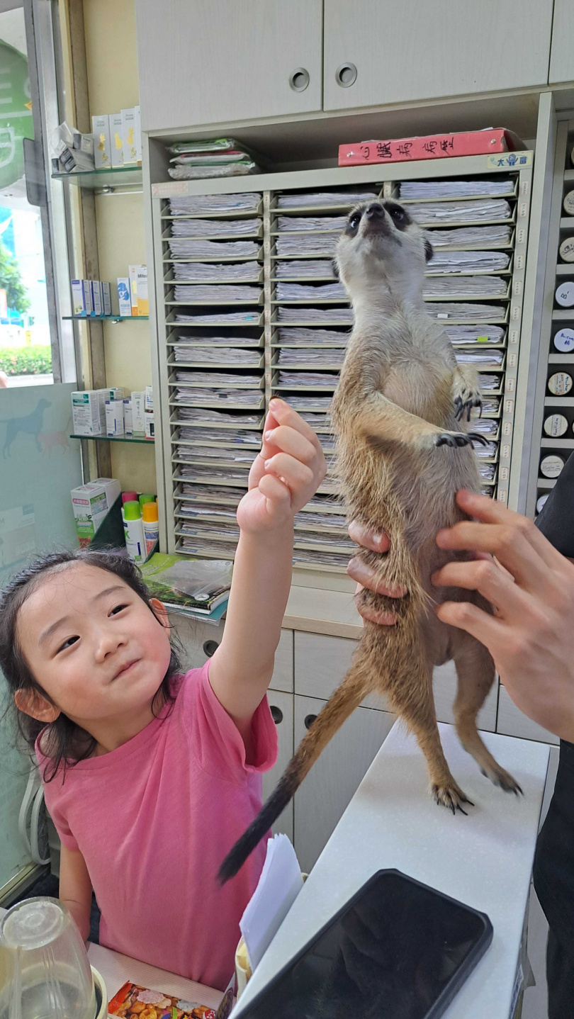 葉子綺在拍攝電影前，曾在獸醫主人的陪同下與狐獴餵食相處、培養感情。（圖／光年映畫提供）