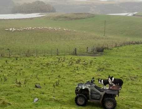 牧羊犬上班全紀錄。（圖／翻攝自臉書）