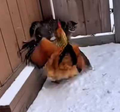 貓咪被德牧陷害。（圖／翻攝自臉書）