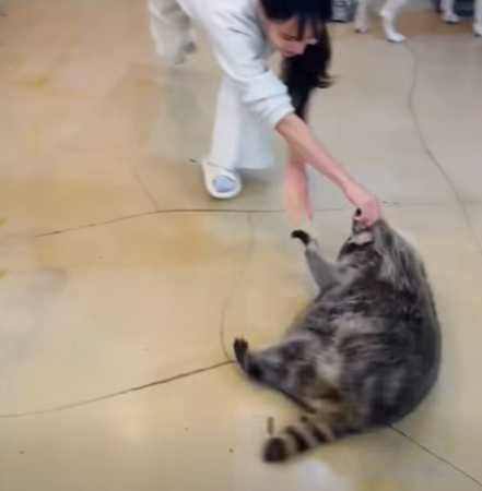 浣熊喜歡在地上打滾。（圖／翻攝自臉書）