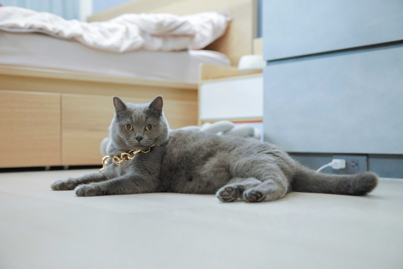 擁有許多飾品的許薇安，經常跟愛貓「老闆」一同分享，「老闆」戴起項鍊似乎也很習以為常。（圖／林士傑攝）