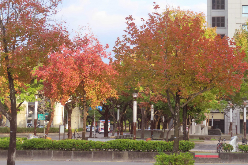 大直美麗華附近的楓葉轉色，為鬧區街頭增添嫣紅景象。（圖／台北市公園處提供）