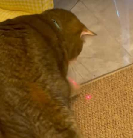 飼主用紅外線讓貓咪放電。（圖／翻攝自臉書）