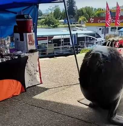 南海獅乖乖等待餵食不吵鬧。(圖/翻攝自臉書)