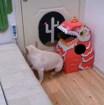 狗狗智取貓窩。(圖/翻攝自臉書)
