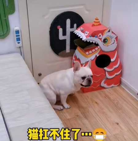 狗狗智取貓窩。(圖/翻攝自臉書)