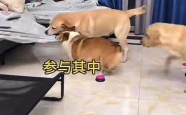 邊牧發號施令完,人就消失了。(圖/翻攝自臉書)