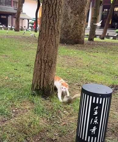 貓咪捉松鼠。（圖／翻攝自臉書）