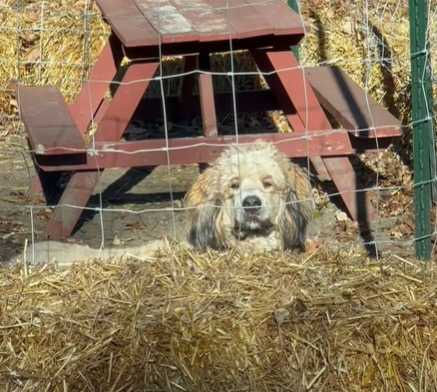 狗狗們爭先恐後上巴士。（圖／翻攝自臉書）