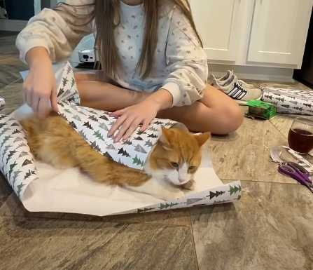 大橘胖貓慵懶地躺在地上。（圖／翻攝自臉書）