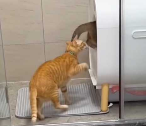 小咪咬大咪屁股。（圖／翻攝自臉書）