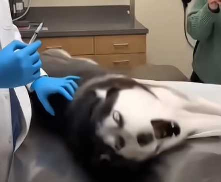 哈士奇怕打針。（圖／翻攝自臉書）