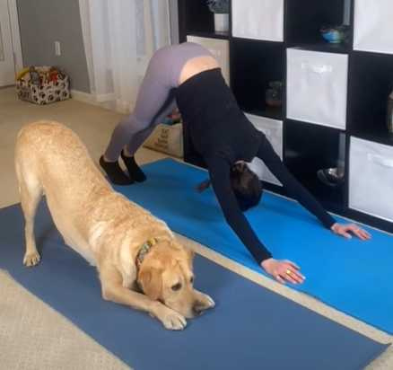 主人和拉拉做瑜珈。(圖/翻攝自臉書)