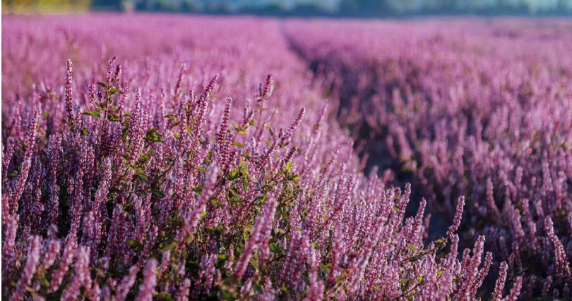 成片的紫色仙草花讓人想起南法薰衣草。（圖／桃園市政府農業局提供）
