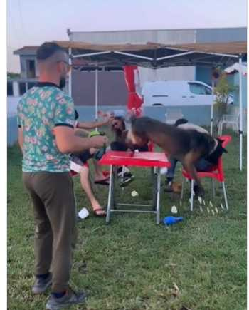 狗狗為了玩球，不理一旁有人直接翻桌。（圖／翻攝自IG）